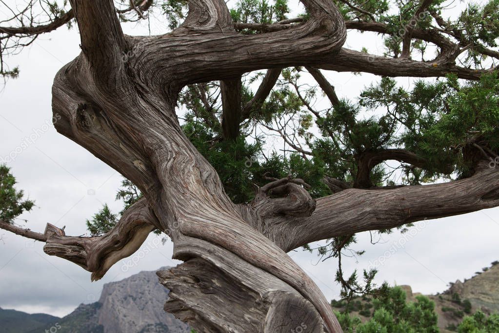 Trunk of ancient juniper, windswept and time, reserve, Crimea