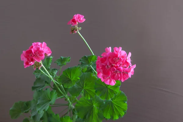 茶色の背景にピンクのゼラニウムの花 — ストック写真