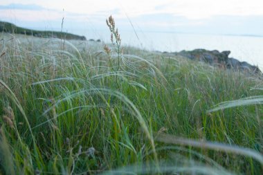 Bahar hills, kayalar, Crimea Azak Denizi'nin kıyısında doğa rezerv körfezler