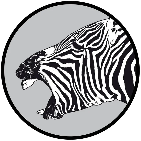 Laughing zebra in a light grey circle — Stock Vector