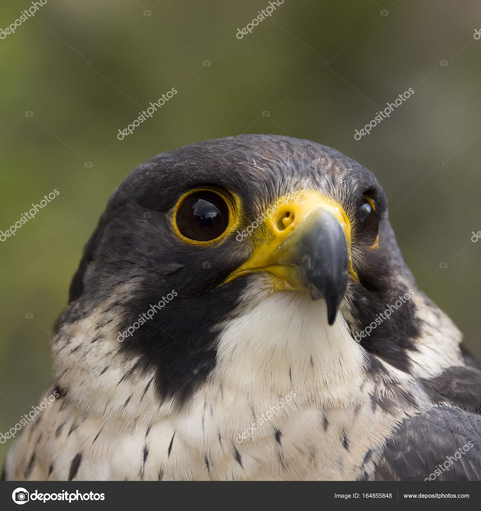 Immagini Un Falco Ritratto Di Un Falco Pellegrino
