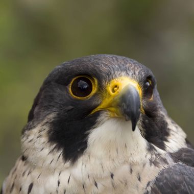 peregrine falcon - portresi kerkenez