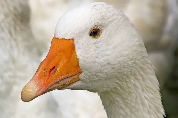 Portrét bílé husy — Stock fotografie