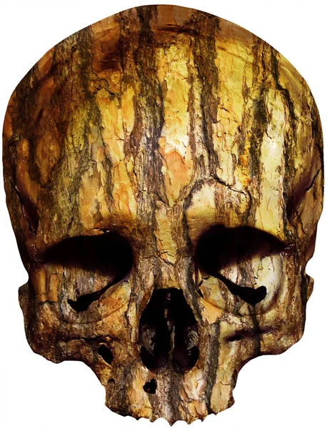 Cráneo con corteza de árbol — Foto de Stock