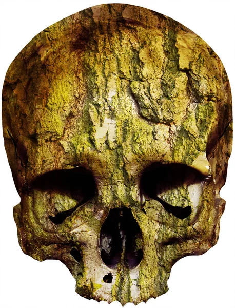 Skull with tree bark — Stock Photo, Image