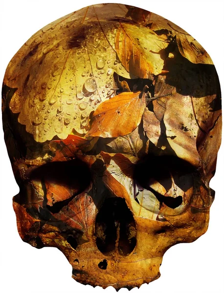 Skull with autumn leaves — Stock Photo, Image