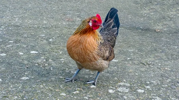 Çiftlikteki horoz