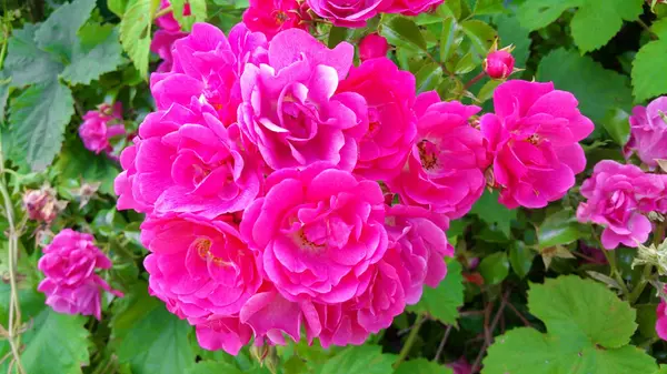 Flores rosadas en el jardín — Foto de Stock