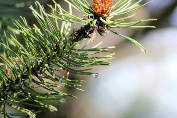 Tetes hujan pada pinus jarum, menutup — Stok Foto