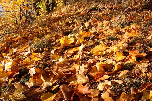 Outono folhas amarelas jazem no chão como um tapete — Fotografia de Stock