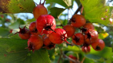Kırmızı rowan yeşil yaprakları, yakın çekim