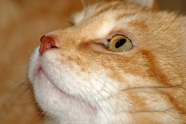 Muso rosso gatto primo piano — Foto Stock