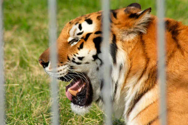 Der Kopf eines Tigers mit offenem Maul, durch die Gitterstäbe eines Käfigs geschossen — Stockfoto