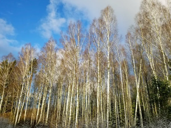 Pohled na zimní březový les proti modré obloze — Stock fotografie