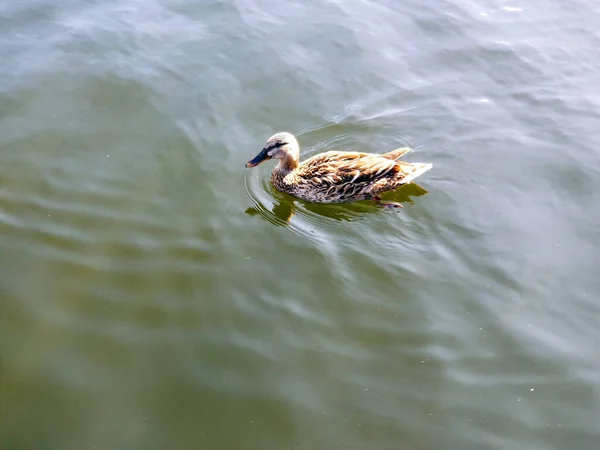 Canard gris est assis sur l'eau calme. Mareca strepera . — Photo