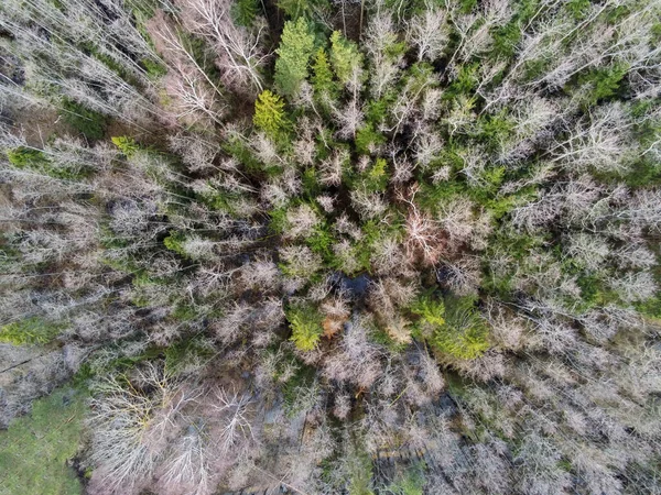 Aerial top view of trees from above in autumn forest. Natural landscape. Pattern texture background.