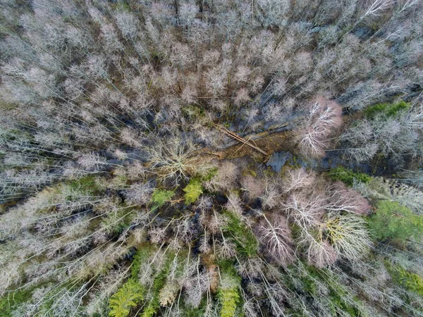 秋天森林里从高处俯瞰树木 自然景观 模式纹理背景 — 图库照片