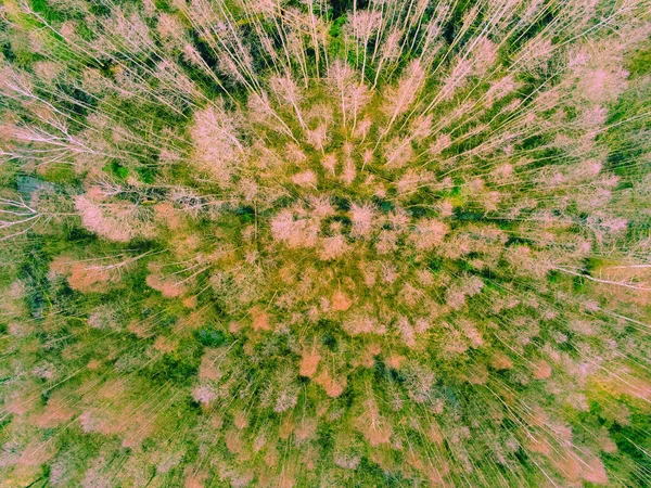 Yeşil Yaz Ormanının Tepesinden Ağaçların Havadan Görünüşü Doğa Manzarası Desen — Stok fotoğraf