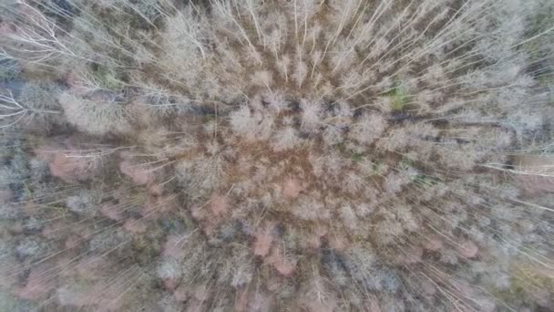 Luftaufnahme Der Bäume Von Oben Herbstwald Naturlandschaft Kein Ton Drohnenabschuss — Stockvideo