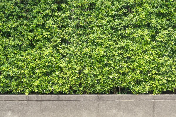 Зеленая изгородь и винтажный камень забор стены фона — стоковое фото