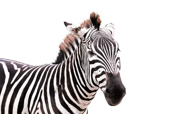 Zebra izole üzerinde beyaz arka plan vurdu yan kafa — Stok fotoğraf