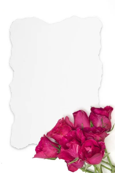 Růžové růže květ na pozadí teared dokument white paper — Stock fotografie