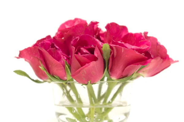 Růžový květ růže ve skle izolovaných na bílém pozadí — Stock fotografie