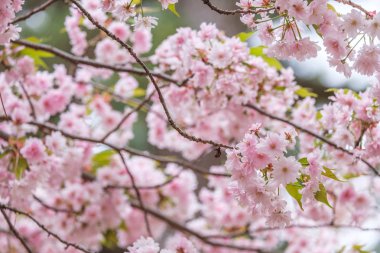 Kyoto Japonya arka plan, baharda çiçek açan Sakura