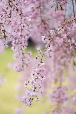 Kyoto Japonya arka plan, baharda çiçek açan Sakura