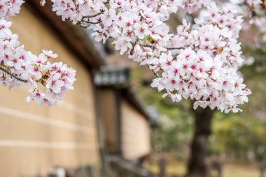 Bahar zaman açık bir evin içinde Kyoto Japonya geçmiş çiçeklenme Sakura