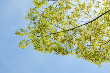 Mavi gökyüzü arka plan ağaç dal yaprağı