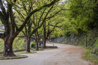 Huzurlu ağaç tünel yürüyüş yolu Japonya'da