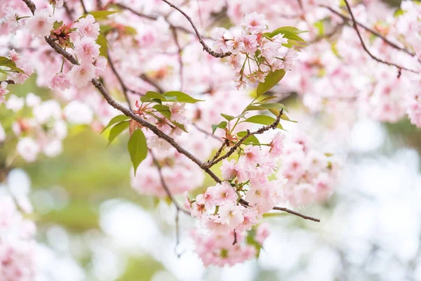 Sakura Bloeien Het Voorjaar Bij Kyoto Japan Achtergrond — Stockfoto