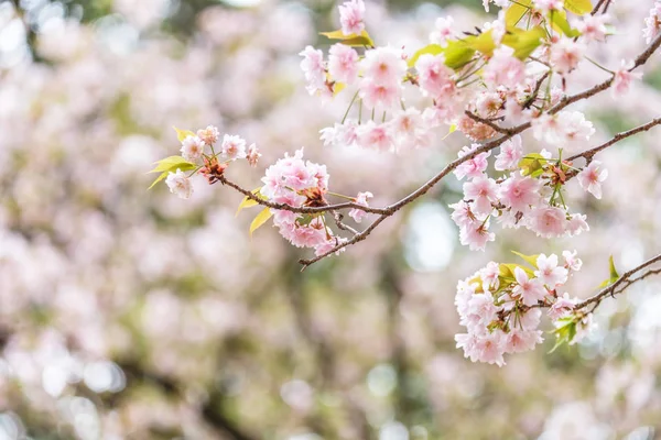 Sakura blooming in spring at Kyoto Japan background — Stock Photo, Image