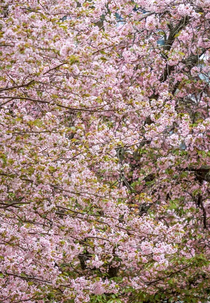 Sakura bloeien in het voorjaar bij Kyoto Japan achtergrond — Stockfoto