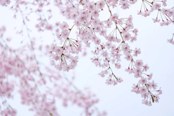 Sakura Blooming Spring Kyoto Japan Background — Stock Photo, Image
