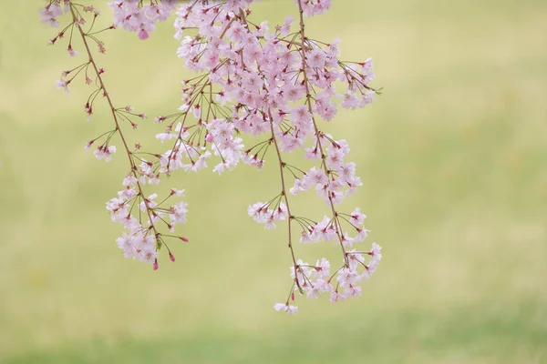 Sakura, Kyoto japán háttér tavasszal virágzó — Stock Fotó