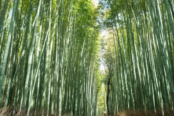 Bambus spacerem ścieżką Kyoto — Zdjęcie stockowe