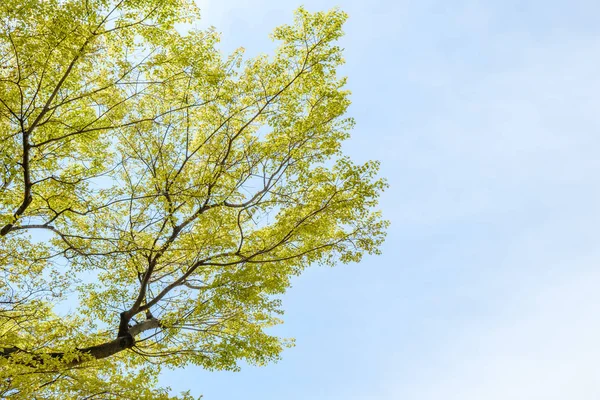 Drzewo gałąź liść na tle niebieskiego nieba — Zdjęcie stockowe