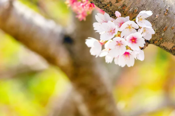 Primer Plano Sakura Floreciendo Primavera Kyoto Japón Imágenes de stock libres de derechos