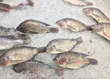 Balık, buz üzerinde dondurma Oreochromis nilotica Grup.