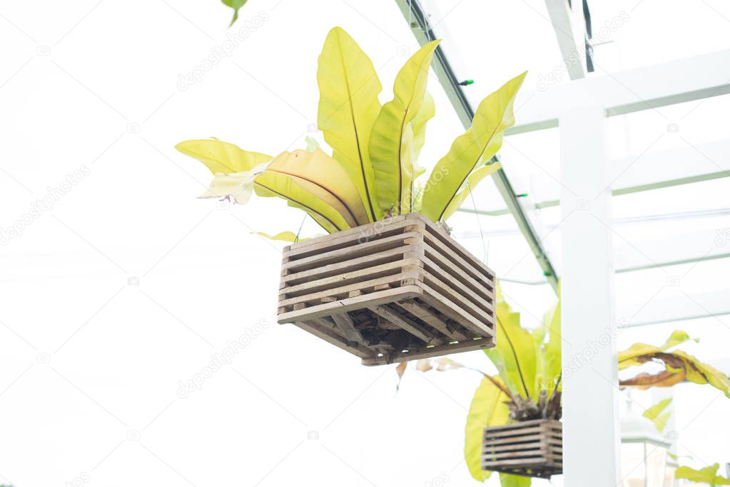Hanging bird's nest fern with wooden vase isolate and clipping path
