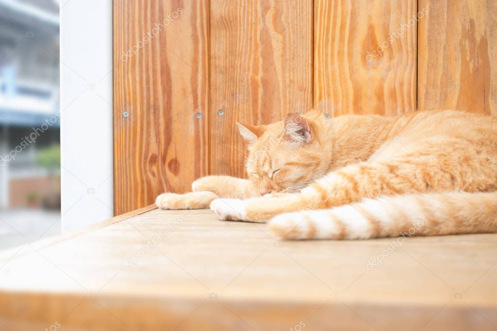 Cuddly orange ginger cat sleeping on lazy day