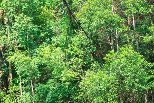深い熱帯雨林の背景の山に熱帯の木々 — ストック写真