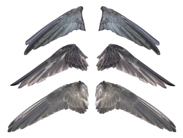 Zestaw Prawdziwe Czarne Połknąć Ptak Skrzydło Koncepcji Pazurów Potwora Białym — Zdjęcie stockowe