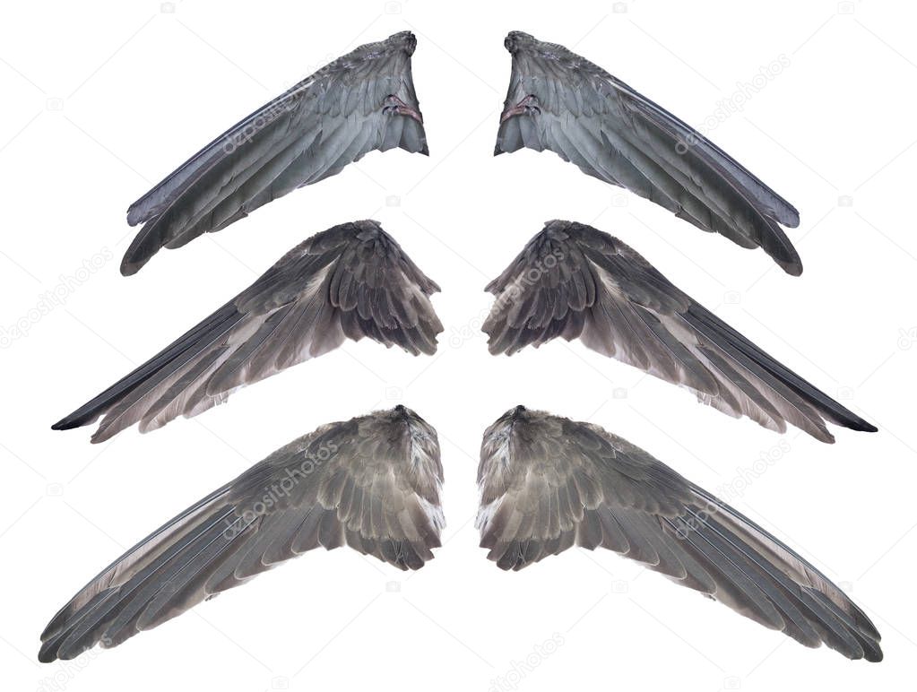 Set of real black swallow bird wings and monster claws concept. Isolated and clipping path