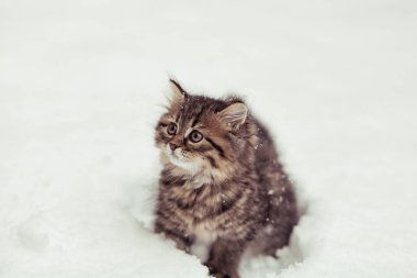 kar beyaz bir arka plan üzerinde izole kabarık Siberian kedi