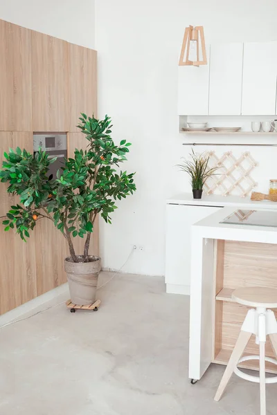 Interior de la pequeña cocina blanca con pequeño árbol de mandarina — Foto de Stock