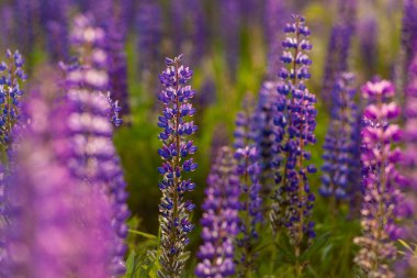 lupinus alanı, yaygın bakla veya bakla olarak bilinen