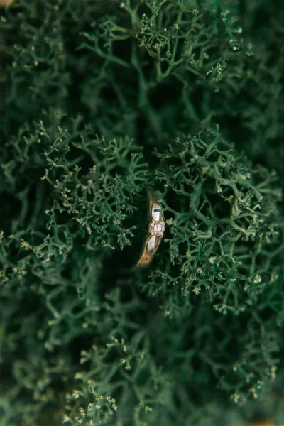 Anillo de compromiso en Moss —  Fotos de Stock